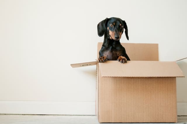 Preparing-Your-Pet-For-International-Relocation